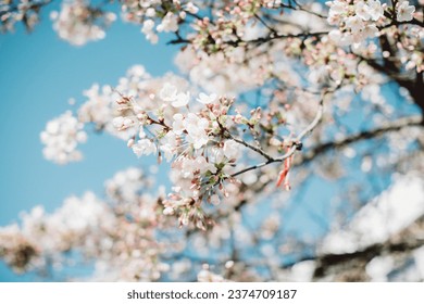 Blossoming sakura in the spring, white cherry blossoms, blue sky background - Powered by Shutterstock