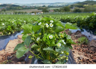 Blossoming Strawbery Plant On A Modern Farm In Serbia