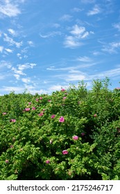 Blossoming sylter rose plant under the blue cloudy sky. A calm summer day with beautiful green lush on a sunny day. A scenic view of the foliage with the clear sky in the background and copy space - Shutterstock ID 2175246717