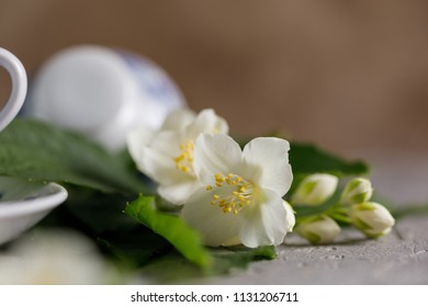 Blossoming tender jasmine flowers. Snow-white beautiful flowers.