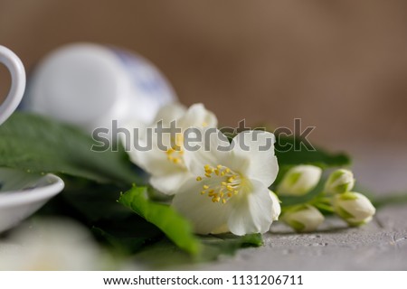 Blossoming tender jasmine flowers. Snow-white beautiful flowers.