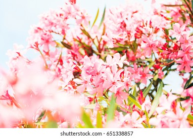 Blossoming Tree