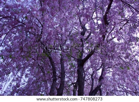 Blossoming tree