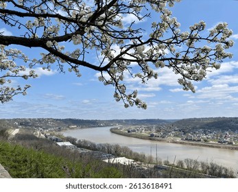 Blossoming tree branch frames Ohio River and Kentucky town below