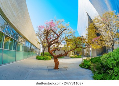 Blossoming tree in full bloom set against the iconic Walt Disney Concert Hall’s modern architecture.