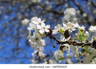 A Blossoming Tree In Northern Kentucky