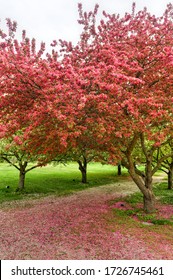 Blossoming Tree in Planting Fields Arboretum State Historic Park during Springtime.