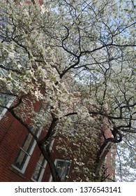 Blossoming tree in the spring 