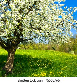 Blossoming tree in spring on rural meadow