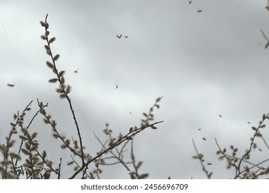 blossoming trees with lots of insects flying around them - Powered by Shutterstock
