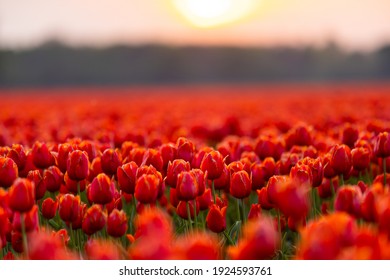 Blossoming tulip fields in a dutch landscape at sunset in the Netherlands