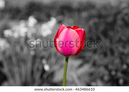 Similar – Red Tulip Tulip blossom