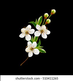 Blossoming Twig Of Cherry Fruit Isolated On Black Background