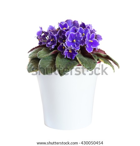 Blossoming violets in flower pot isolated on white background
