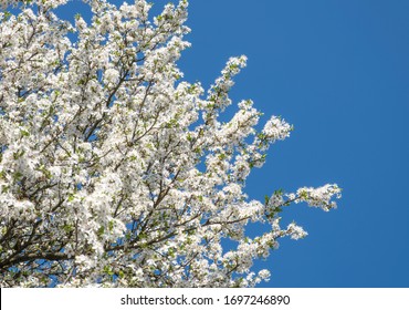 桜並木 イラスト の写真素材 画像 写真 Shutterstock