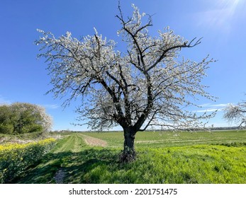 Blossoming Wild Cherry Tree In The Eifel