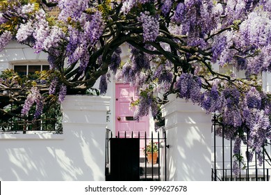 英国ロンドンのノッティングヒルで 明るい日に家を覆う藤の木が咲く 写真素材 Shutterstock