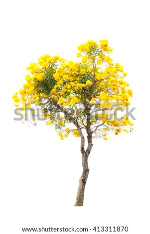 blossoming yellow flower and tree isolated on white background
