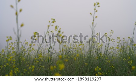 Blossoming Yellow flowers against heavy white mist or fog in the early morning. Agriculture concept.