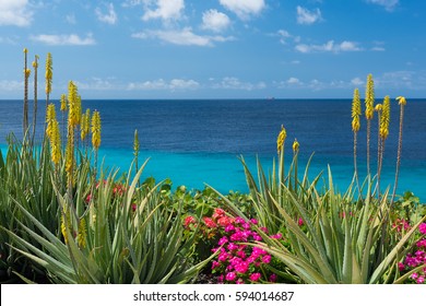 Blossoming, yellow flowers aloe-vera plant and blue sea, Curacao island, Caribbean - Powered by Shutterstock