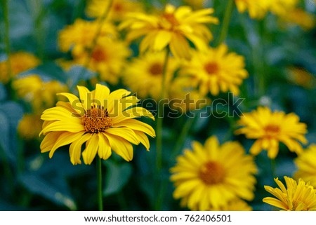 Similar – Image, Stock Photo yellow Rudbeckia with green leaves