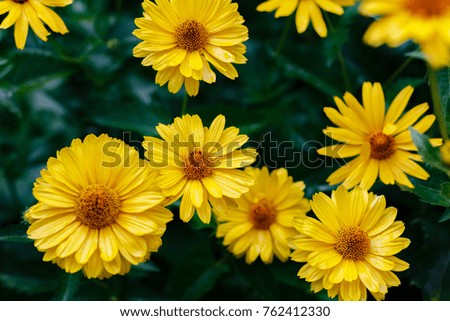 Similar – Image, Stock Photo yellow Rudbeckia with green leaves