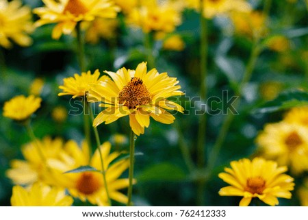 Similar – Image, Stock Photo yellow Rudbeckia with green leaves