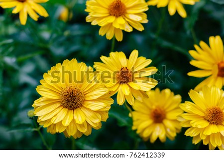 Similar – Image, Stock Photo yellow Rudbeckia with green leaves