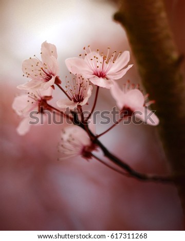 Similar – Spring blossom with blur