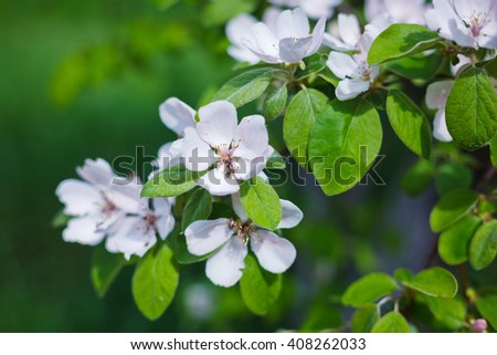 Blossoms aplle tree