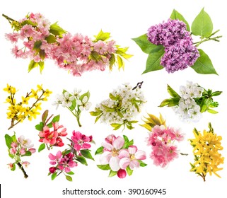 Blossoms of apple tree, cherry twig, pear, forsythia, lilac. Set of spring flowers isolated on white background - Powered by Shutterstock