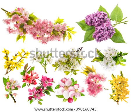 Blossoms of apple tree, cherry twig, pear, forsythia, lilac. Set of spring flowers isolated on white background