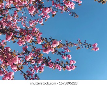 blossoms blooming in toledo, ohio