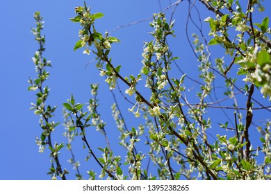 Blossoms and buds of Silverberry or Oleaster (Elaeagnus)