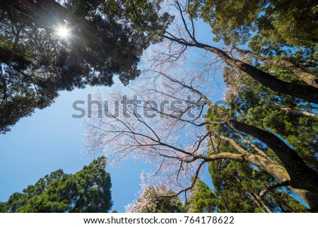 Blossoms Edohigan cherry tall tree among conifers under the sun Stock photo © 