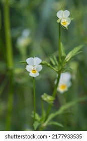 Blossoms Of A Field Pansy (Viola Arvensis).