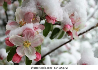 Blossoms Of An Flowering Apple Tree In Spring Covered With Snow/cold Weather Causing Damage Of Fruit Production/late Onset Of Winter, Cold Spell In Spring, Low Yield Of Trees
