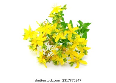 Blossoms, johns-wort on white background, isolated.