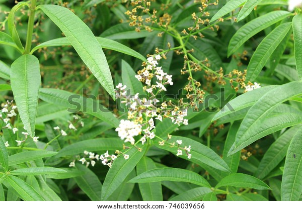 Blossoms of the lemon\
verbena plant have a wonderful lemon aroma. Its leaves can be dried\
to make tea leaves.
