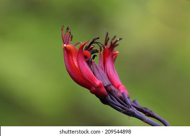   Blossoms Of New Zealand Flax (Phormium Tenax).