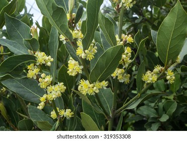 Blossoms On The Branches Of Laurel Tree