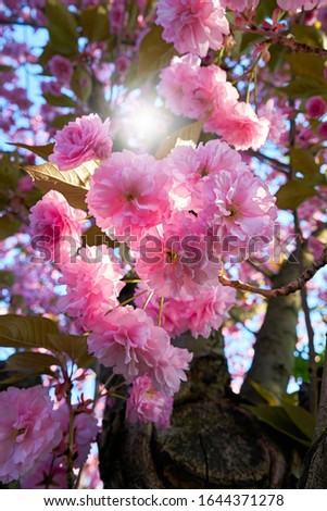 Foto Bild blühender Zweig einer rosa Kirsche