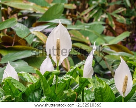 Blossoms of peace lily (binomial name: Spathiphyllum wallisii), also known as white sails and spathe flower, in an ornamental garden, springtime in west central Florida