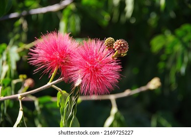 Blossoms of a red powderpuff tree Calliandra Haematocephala
