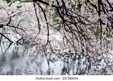 Blossoms reflected at