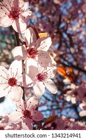 The blossoms in springtime