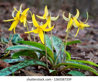 Blossoms of trout lily (Erythronium americanum) in wildflower garden in central Virginia. Also called yellow trout lily and dogtooth violet.