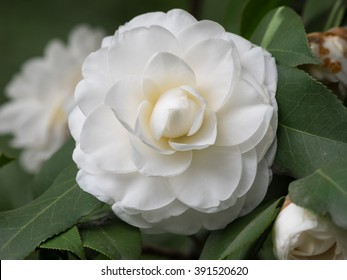 Blossoms Of White Camellia , Camellia Japonica