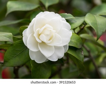 Blossoms Of White Camellia , Camellia Japonica