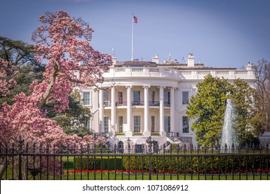 Blossoms at the White House in spring